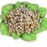 A SOJA E A SAÚDE HUMANA - TPM e menopausa - destacada