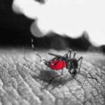 Eliminar o mosquito da dengue Ajude e siga estas dicas - destacada