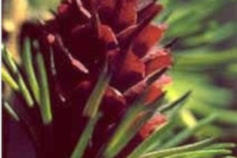 Larch = flor da autoconfiança - destacada